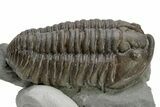 Long Prone Flexicalymene Trilobite - Mt Orab, Ohio #224956-1